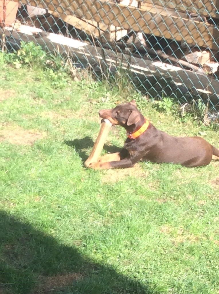 Les Terrier de chasse allemand de l'affixe   De La Cierna Zviera