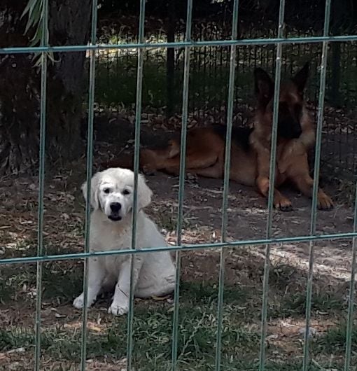 Les Golden Retriever de l'affixe   Du bois du double