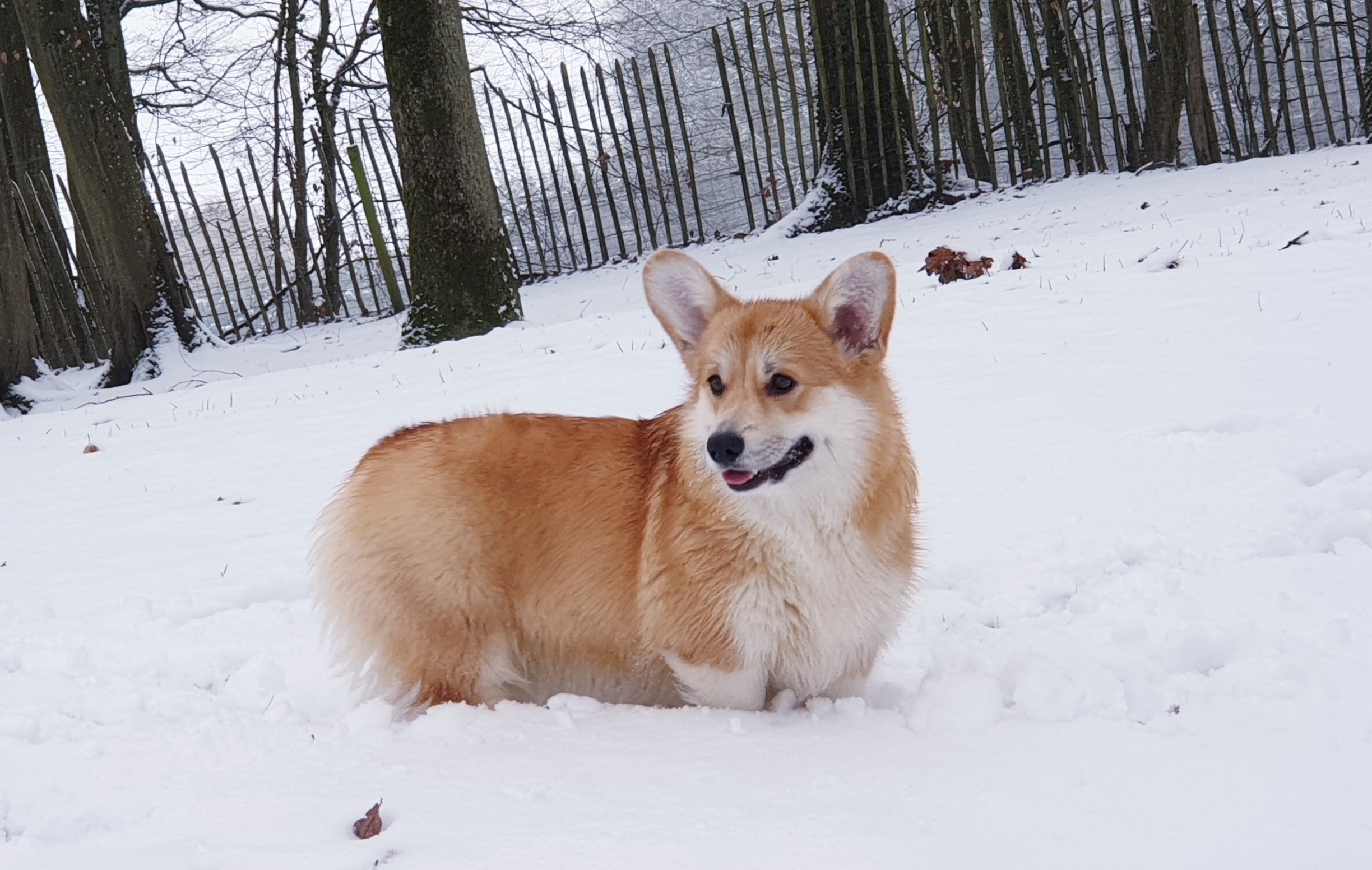 Les Welsh Corgi Pembroke de l'affixe   De Jaykay Land