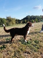 O'miss lovely red girl Des P'tits Bergers Du Pilat