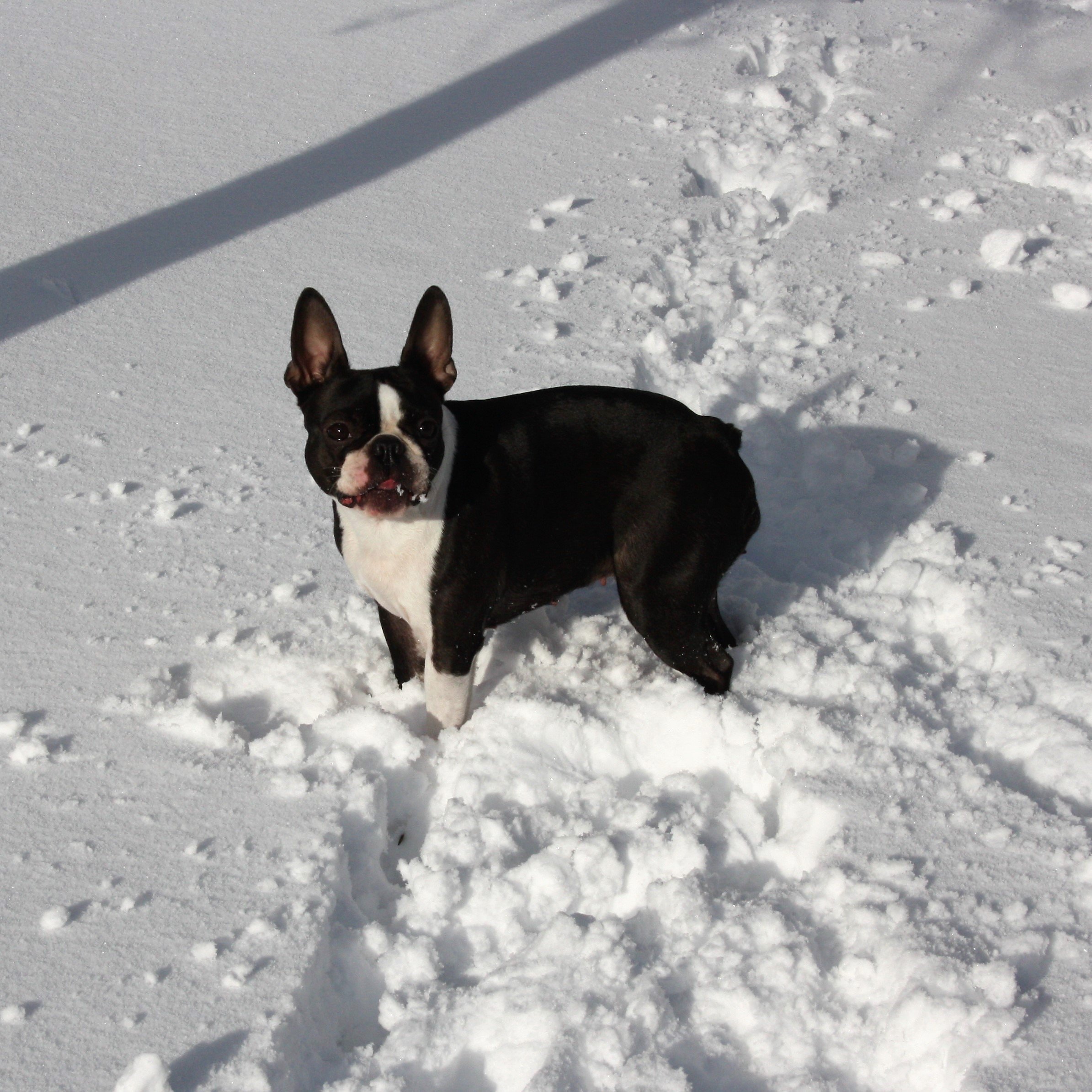 Les Boston Terrier de l'affixe   De La Reculee De Norvaux