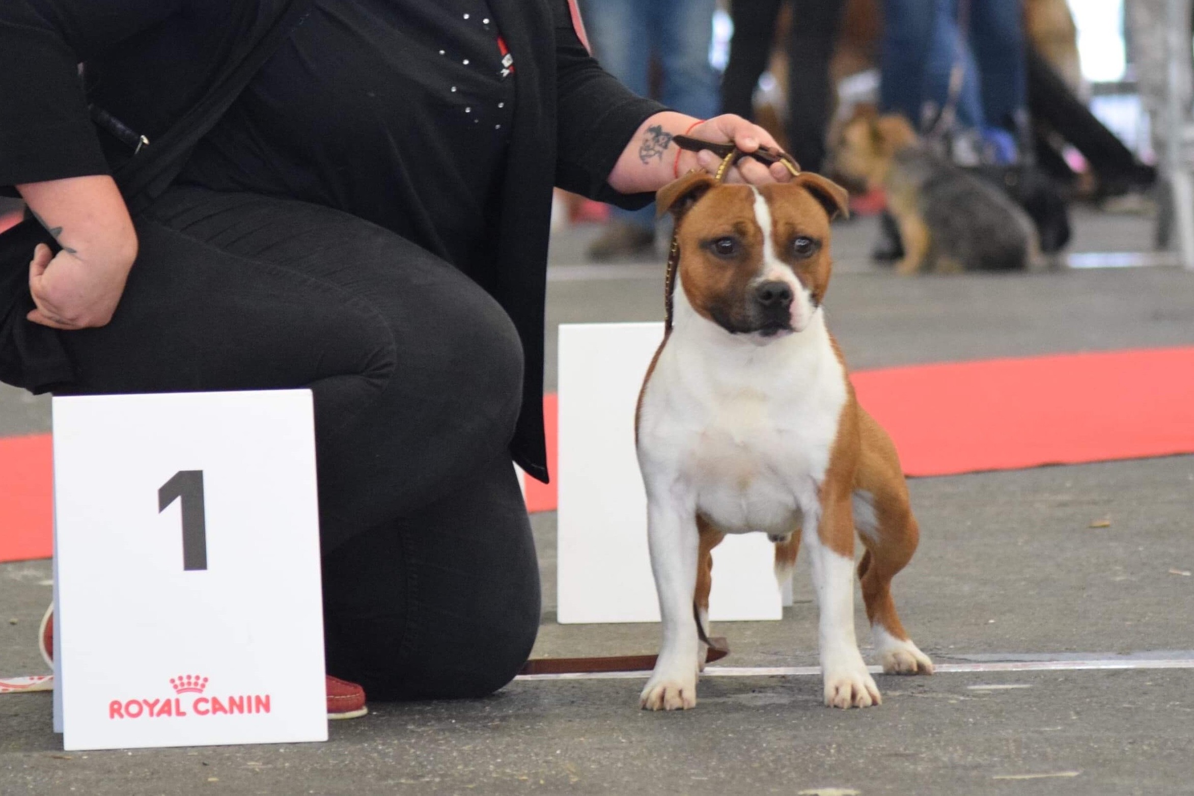 Lalies Niños Once Upon A Time Chien De Race Toutes Races En