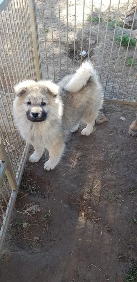 Les Eurasier de l'affixe   du Manoir de Leelaumarilody