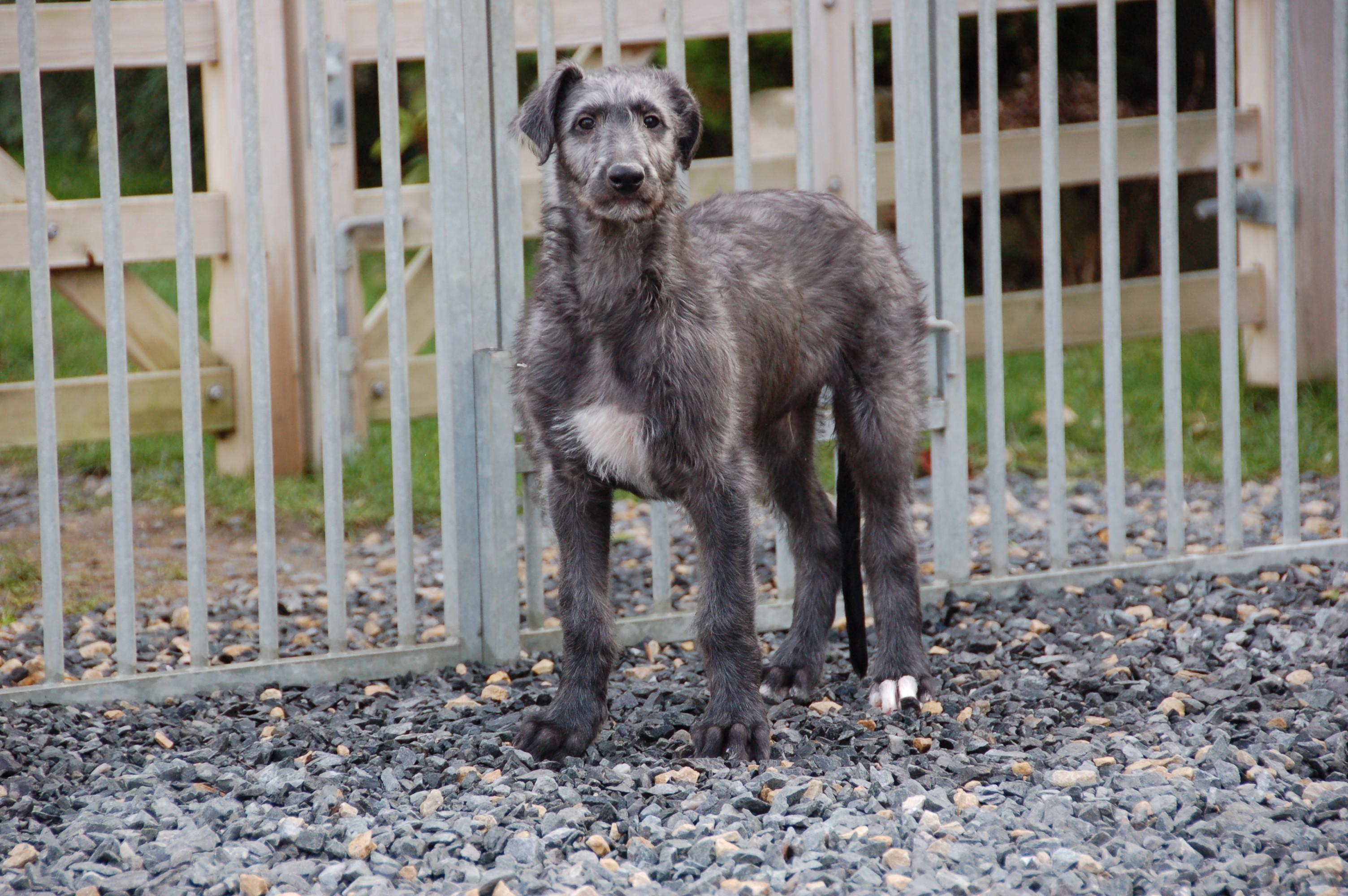 Antonius Vertragus ô Grand Veneur Chien De Race Toutes Races