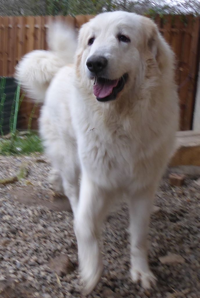 Chien Elevage De Lange Des Vosges Du Nord Eleveur De