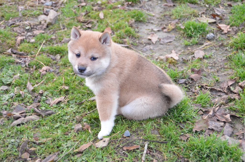 Les Shiba de l'affixe   De La Baie De La Mancha