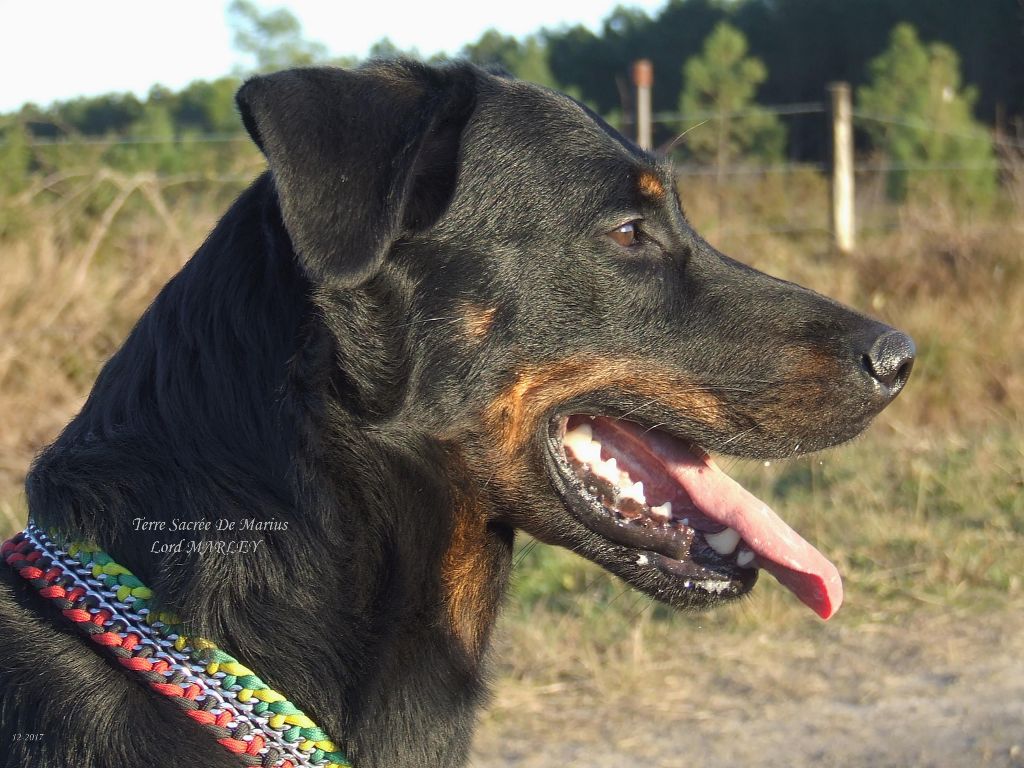 Lord marley De La Terre Sacrée De Marius