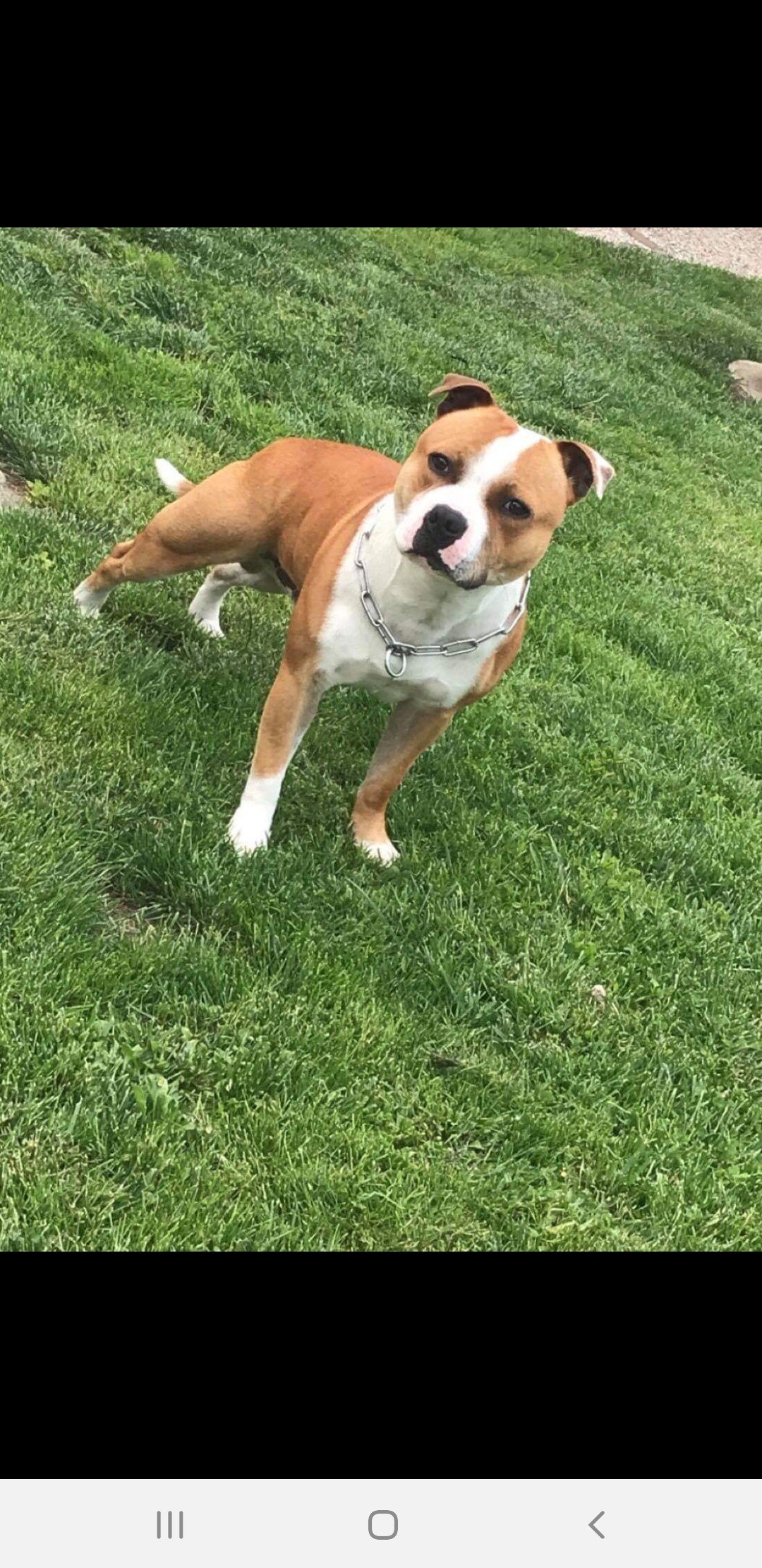 Oscar wild Of Staffy'pianottoli