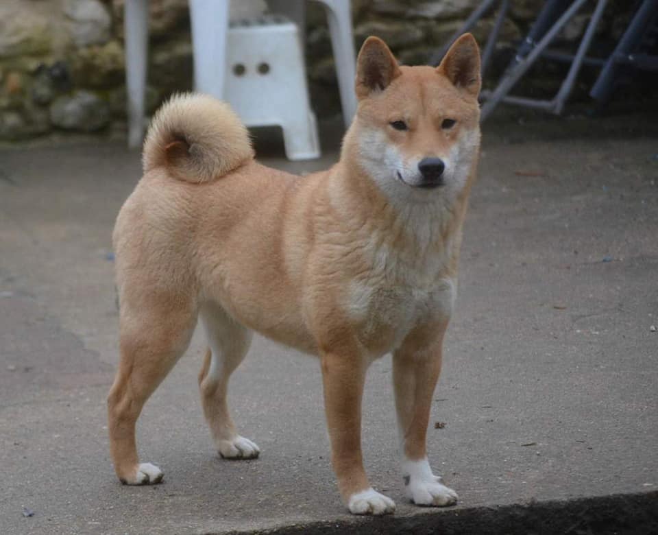 Les Shiba de l'affixe   of Skystaff Starbuck