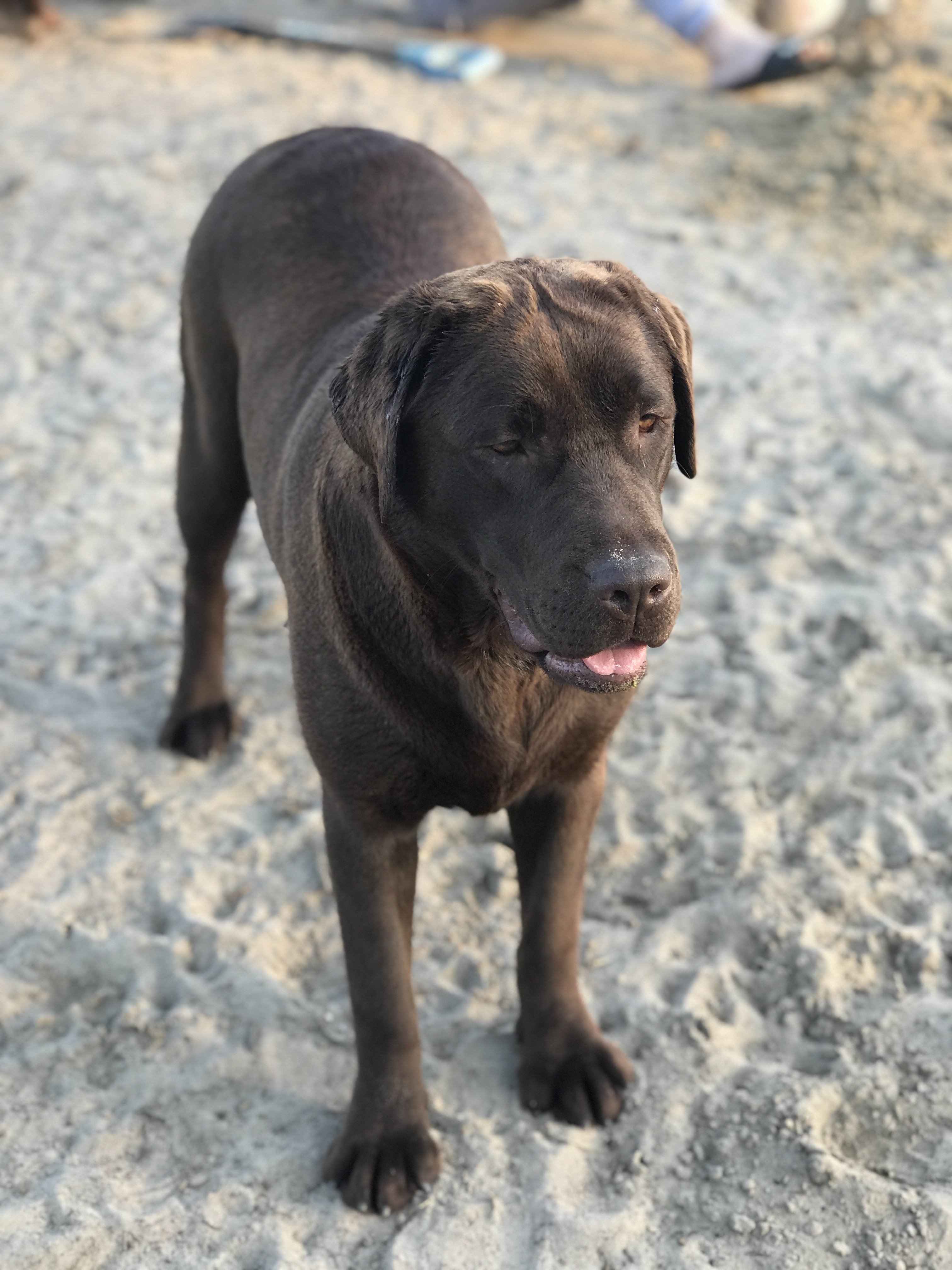 Les Labrador Retriever de l'affixe   Des Oursons De L'Aisne