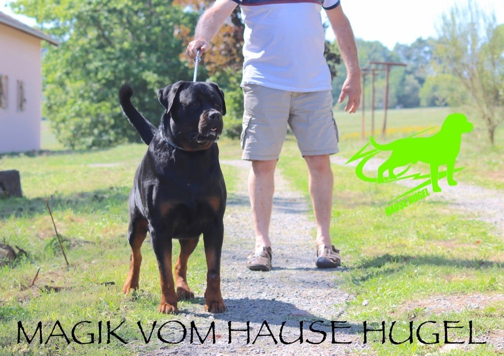 Magik Vom Hause Hugel