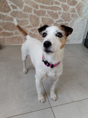 https://chiens-de-france.com/photo/chiens/2019_08/tn200/TN200_202607181242106a5b588207af0.jpg