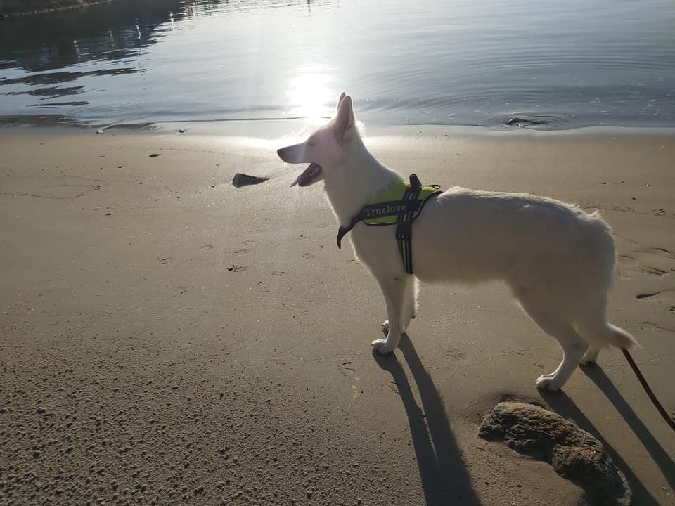 Chien Elevage De La Vallée Du Rêve Blanc Eleveur De