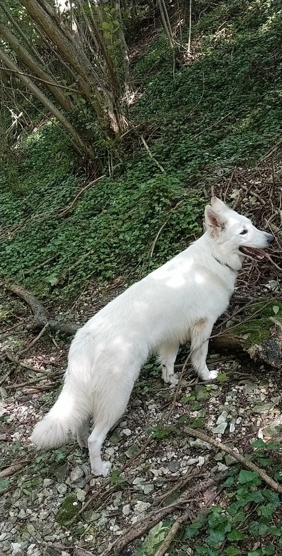 Les Berger Blanc Suisse de l'affixe   Du Domaine Des Coeurs Blancs