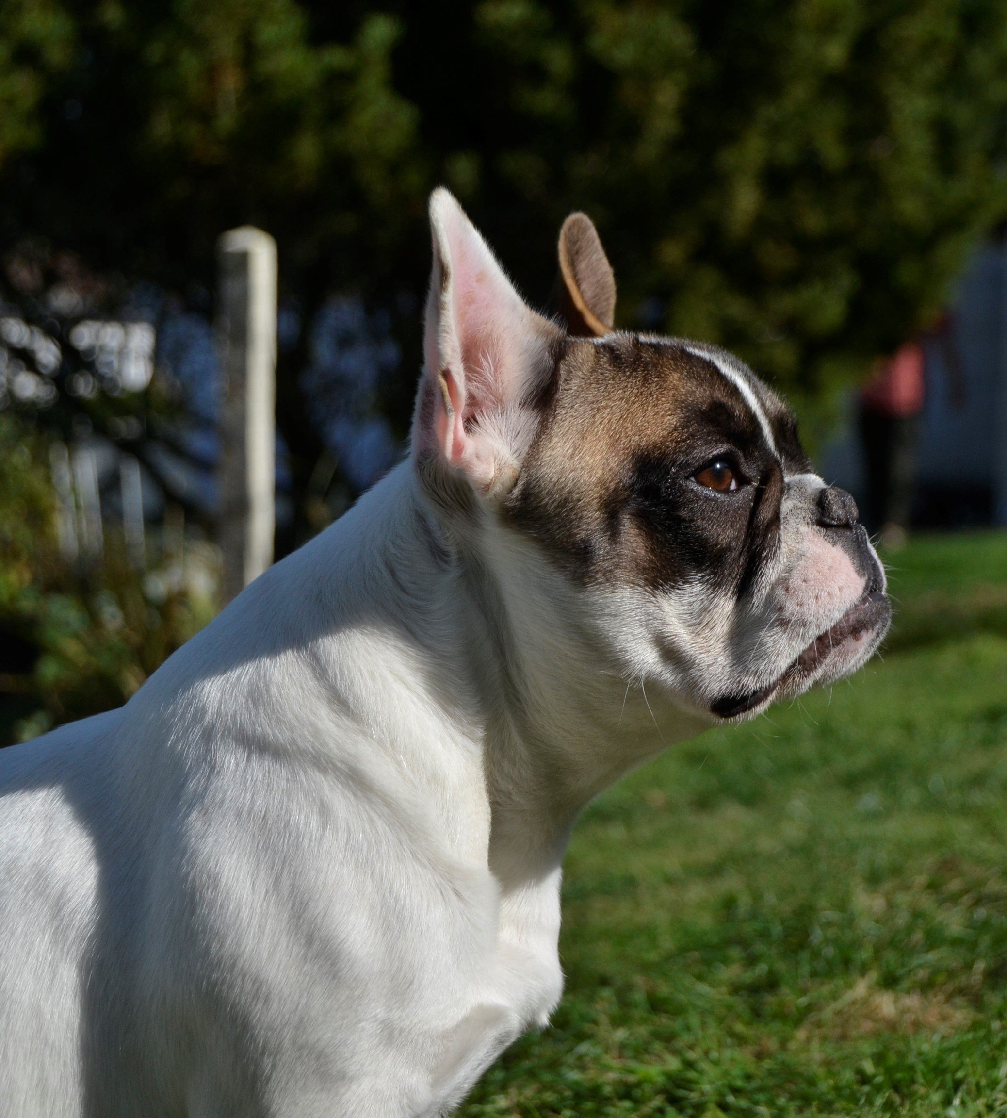 Les Bouledogue français de l'affixe   Du Souvenir De Flo'renza