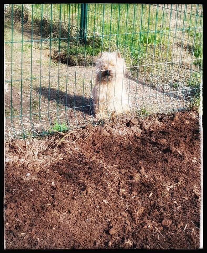 Les Cairn Terrier de l'affixe   des vallées de la Rocha