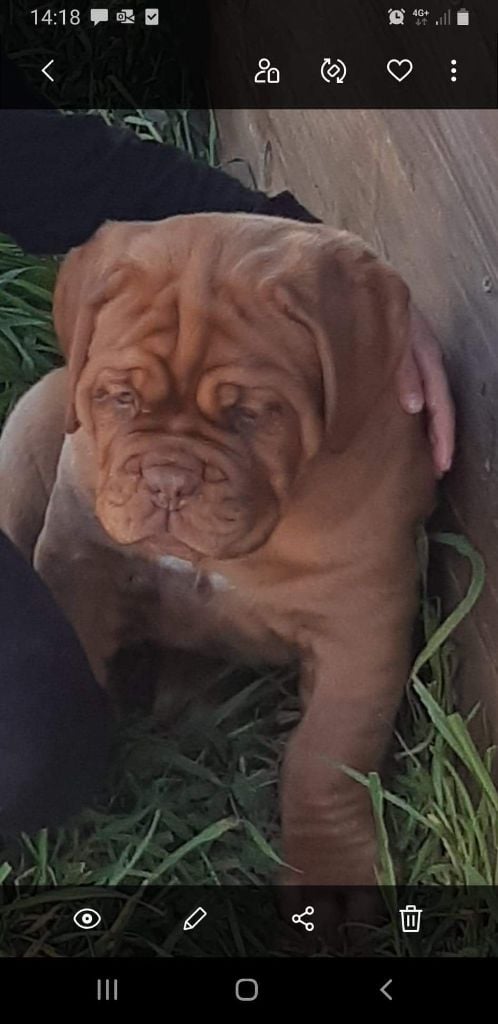 Les Dogue de Bordeaux de l'affixe   Du Temple Des Maouno