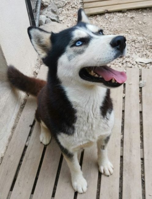 Les Siberian Husky de l'affixe   De La Foret De Miss Purple