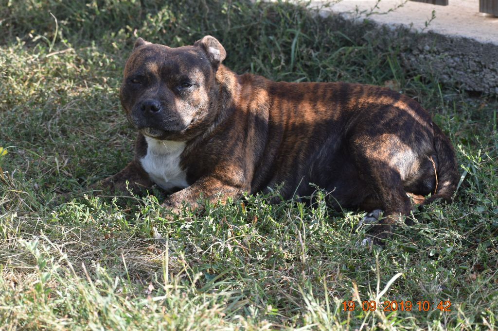 Les Staffordshire Bull Terrier de l'affixe   breeding deluxe