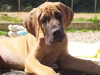 Résultats Dexpositions De Chiens De Race Dogue Allemand