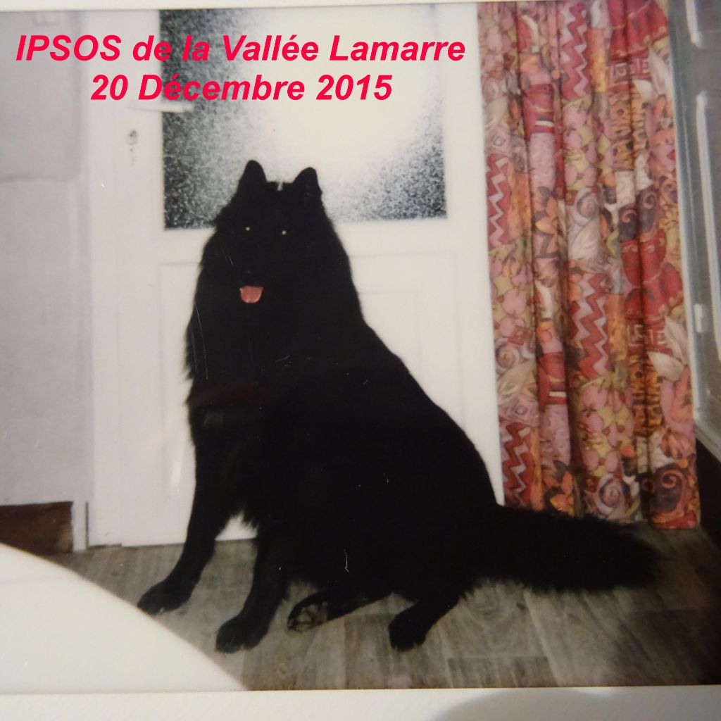 Ipsos de la Vallée Lamarre