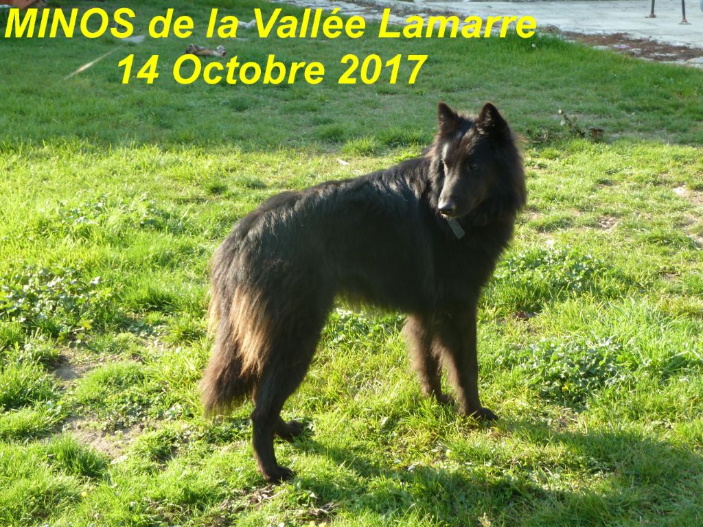 Minos de la Vallée Lamarre