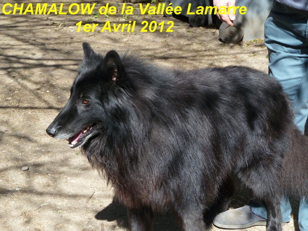 Chamalow de la Vallée Lamarre