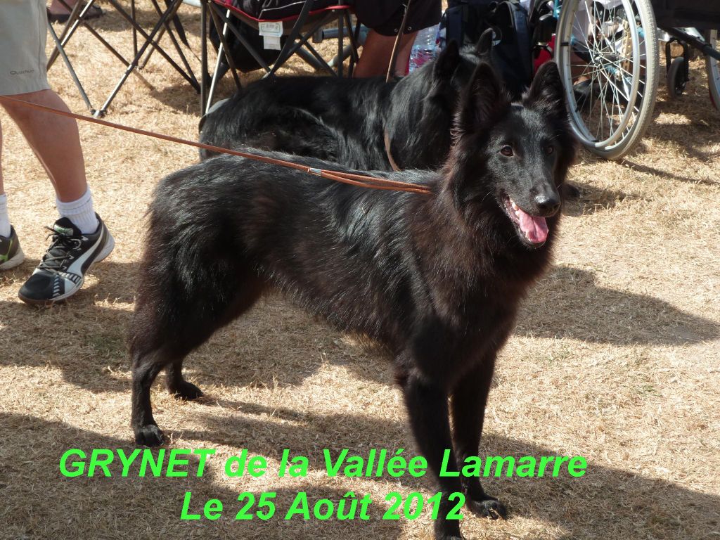 Grynet de la Vallée Lamarre