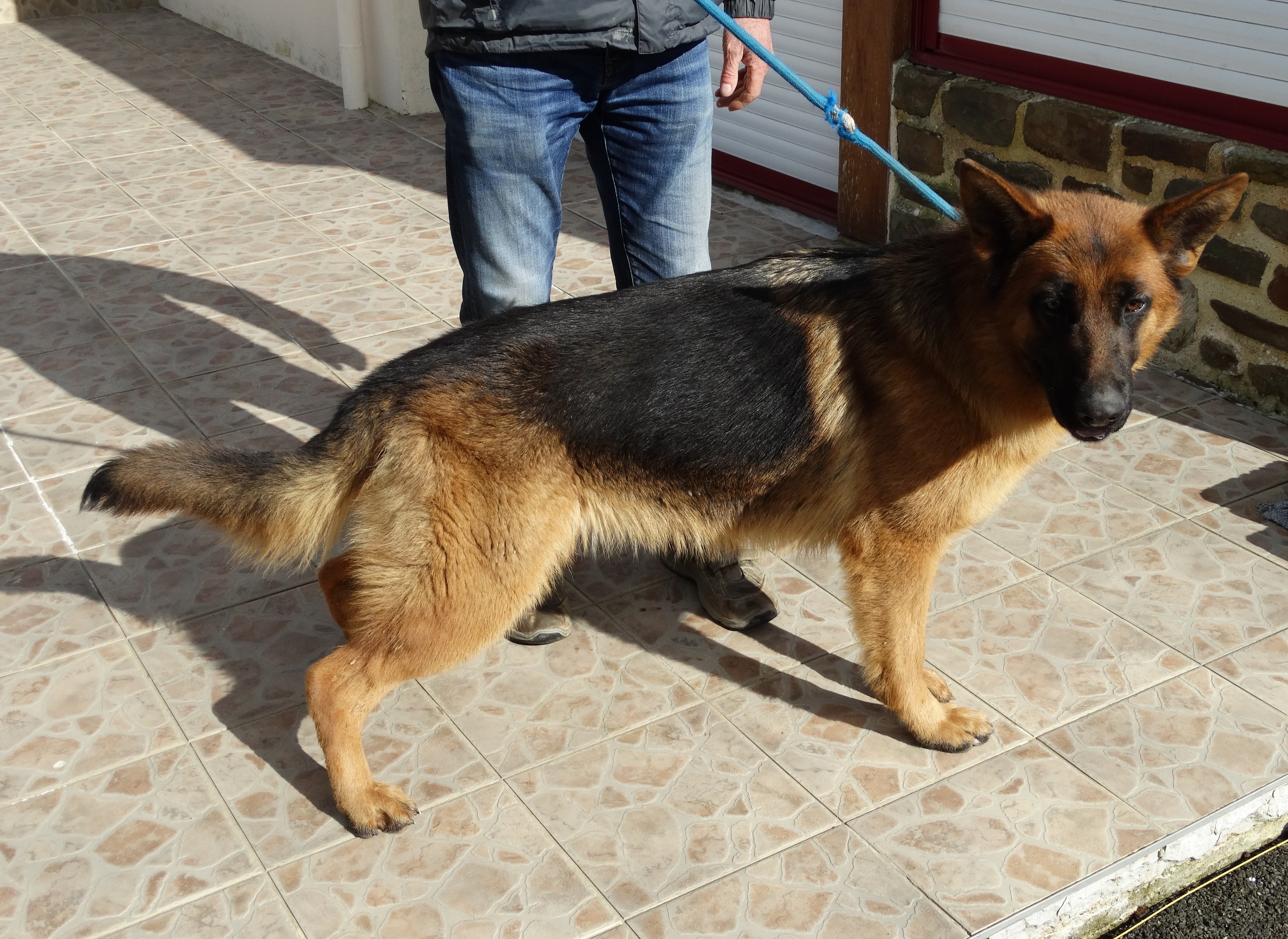 Les Berger Allemand de l'affixe   De La Petite Vallee Des Chiens