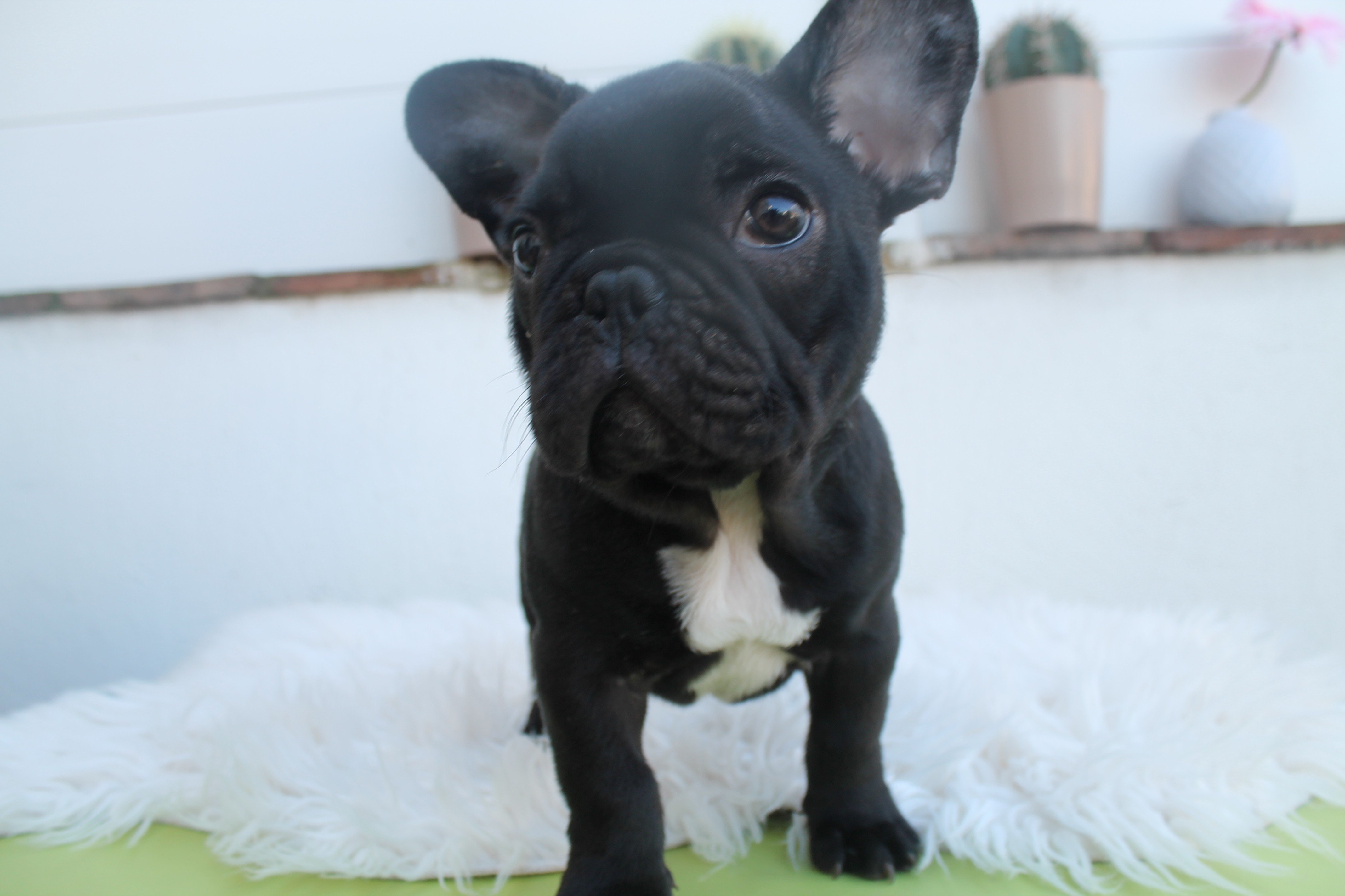 Les Bouledogue français de l'affixe   du Clos Des Caprices Du Sud