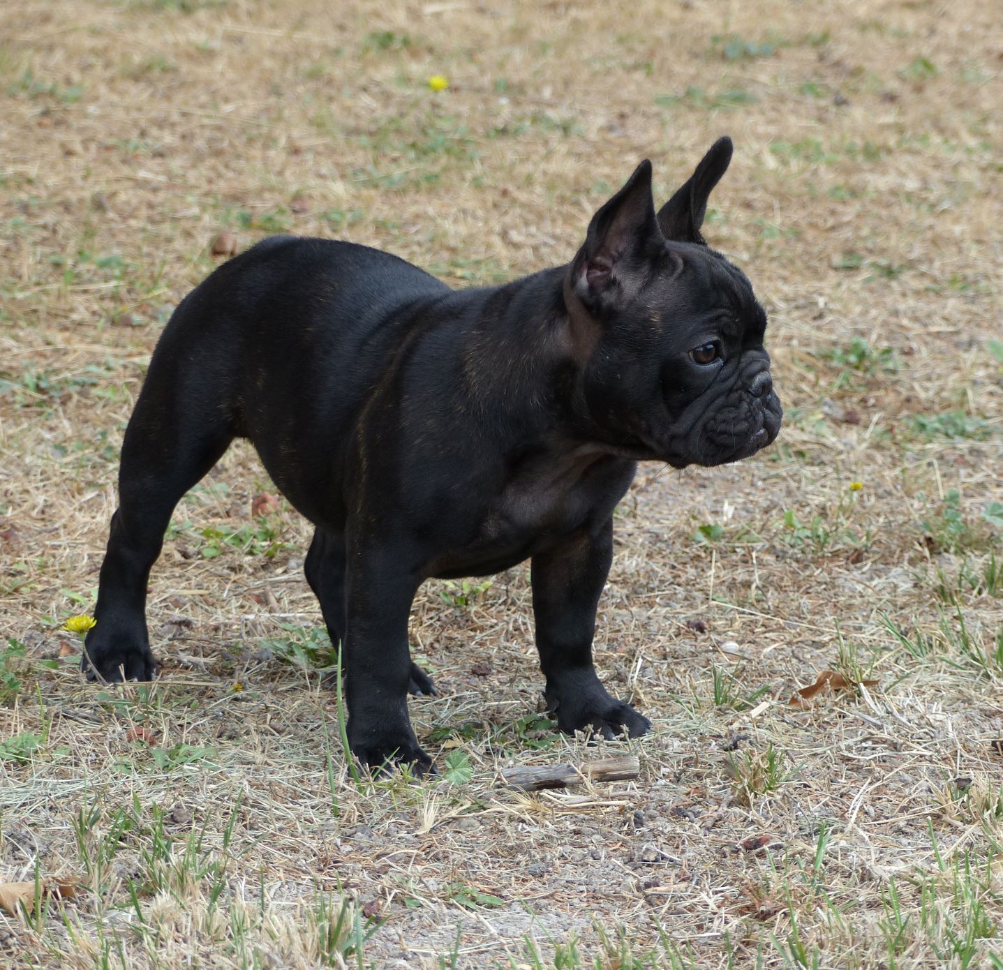 Les Bouledogue français de l'affixe   de la Roubine du Roy