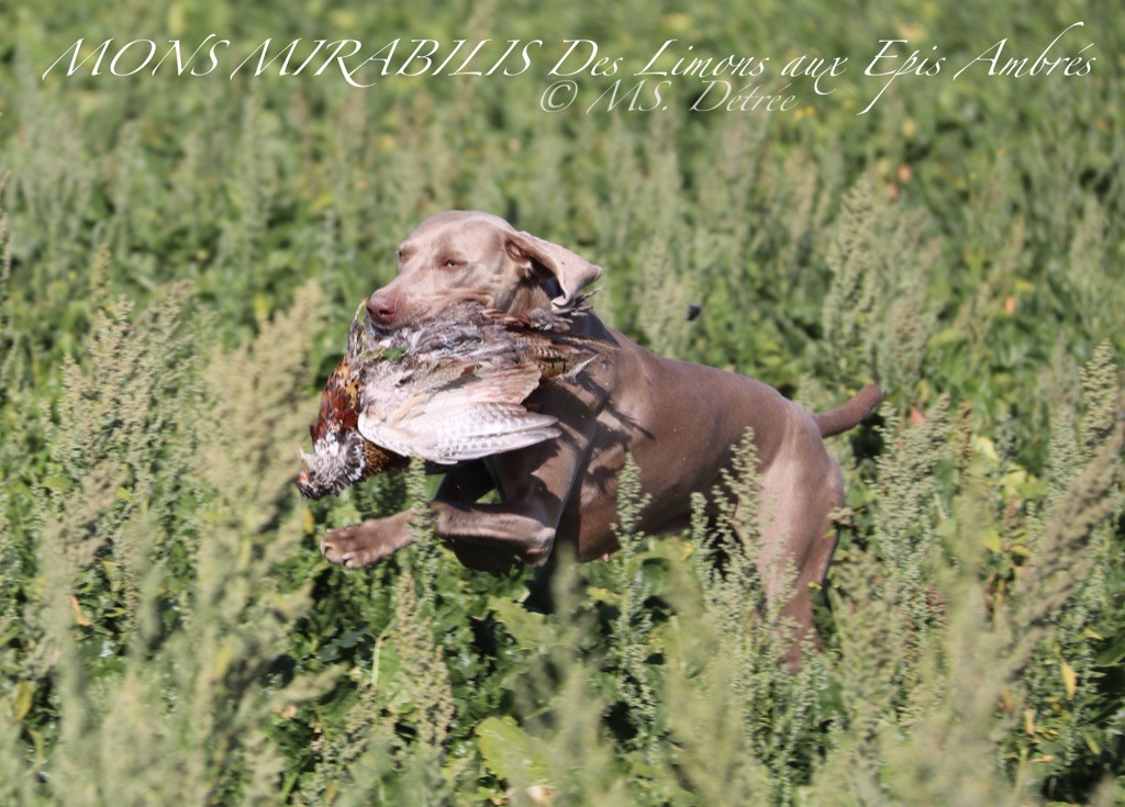 Chien - Elevage Des Limons Aux Epis Ambrés - eleveur de Braque de 