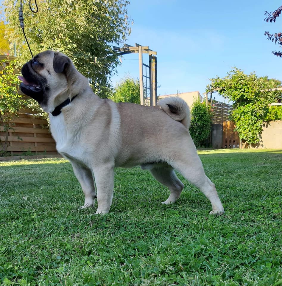 Elevage Du Petit Doguin Eleveur De Chiens Carlin