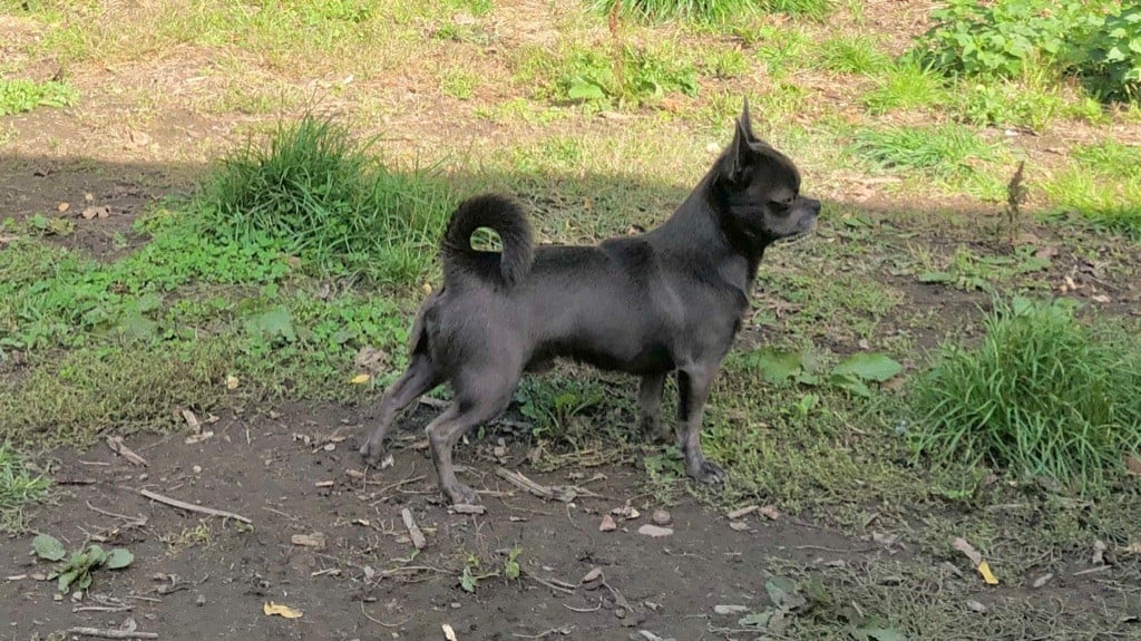 Les Chihuahua de l'affixe   Du Domaine De La Saulzie