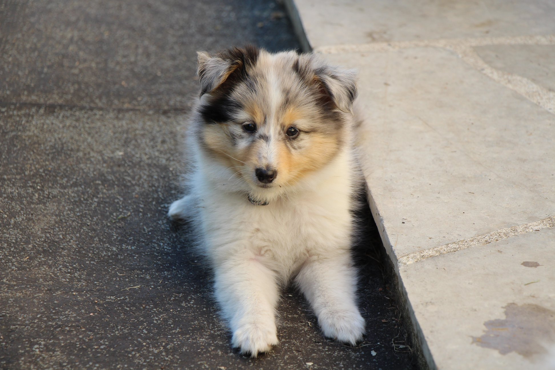 Princess sheltie blue des tendres caresses