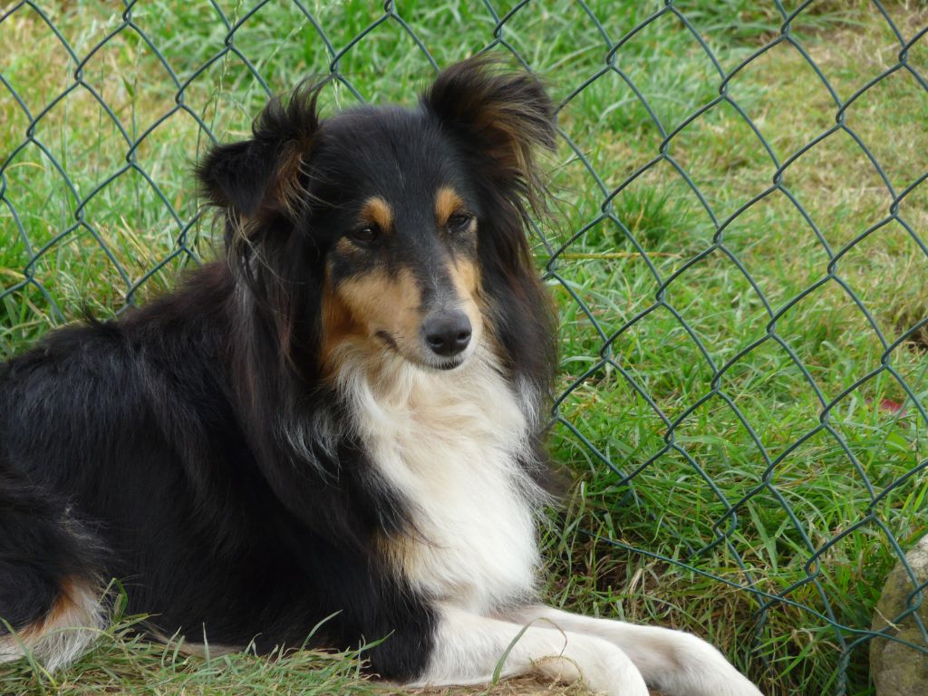 Les Shetland Sheepdog de l'affixe   Of Vanook's Garden