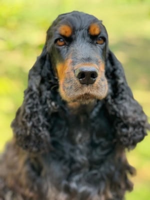 Ogustine (fanny) Des Terres Froides