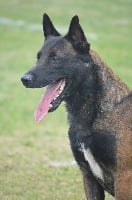 Dog John's Meaton