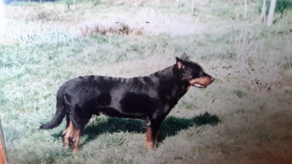 Carlos Des loups de saint ignace