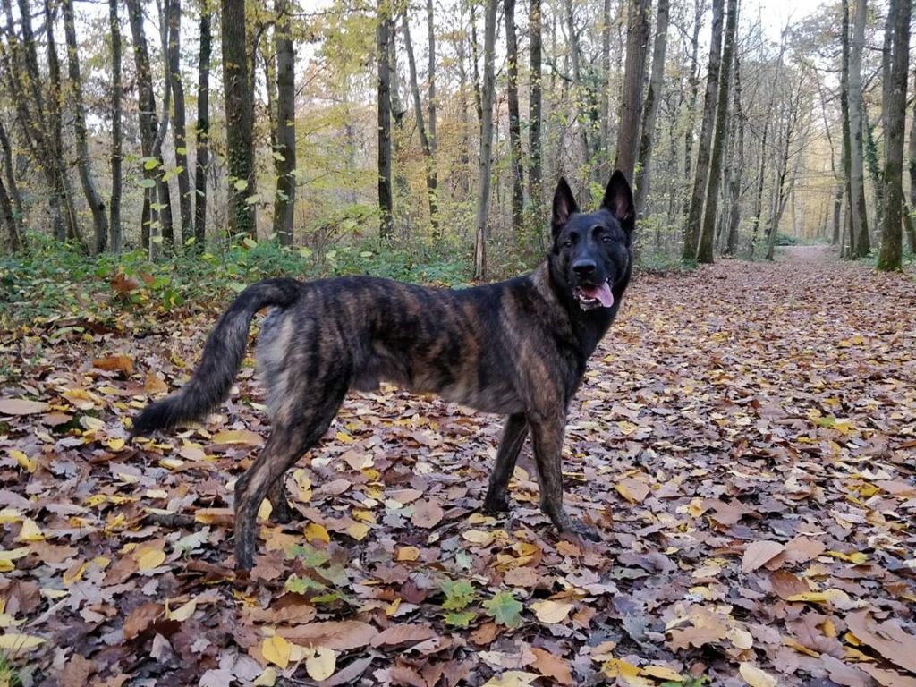 Neïko 2 des crocs d'eben