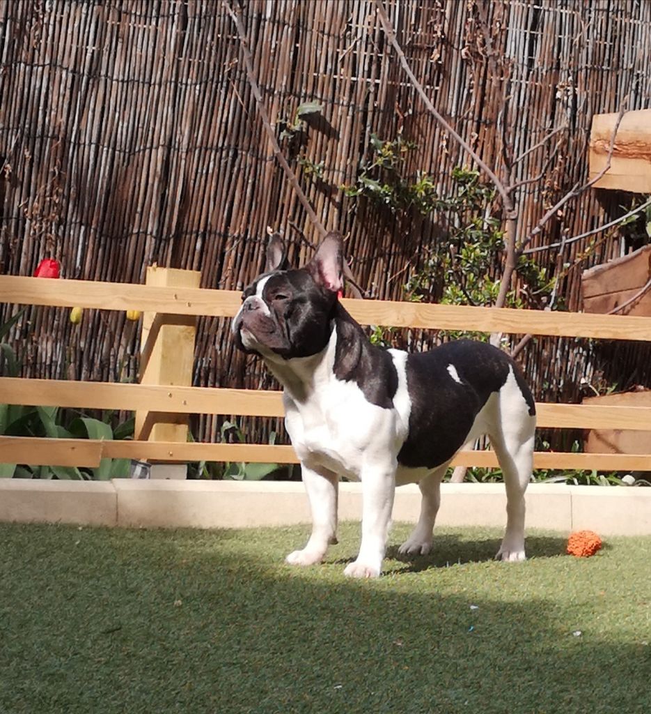 Les Bouledogue français de l'affixe   des Princes de Sarvar