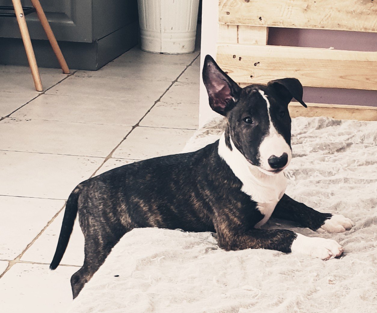 Les Bull Terrier de l'affixe   Des Terres D'embellie