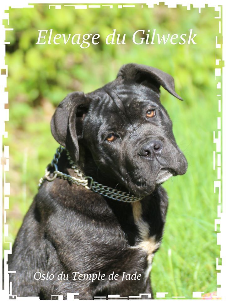 Accueil Cane Corso 61 Elevage Du Gilwesk