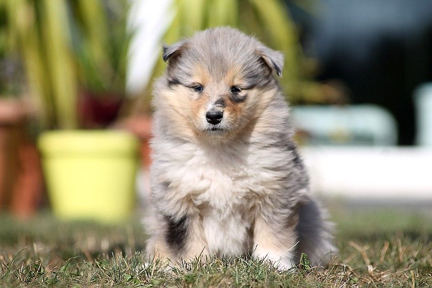 Prince caspian de la Fleur d'Ecosse