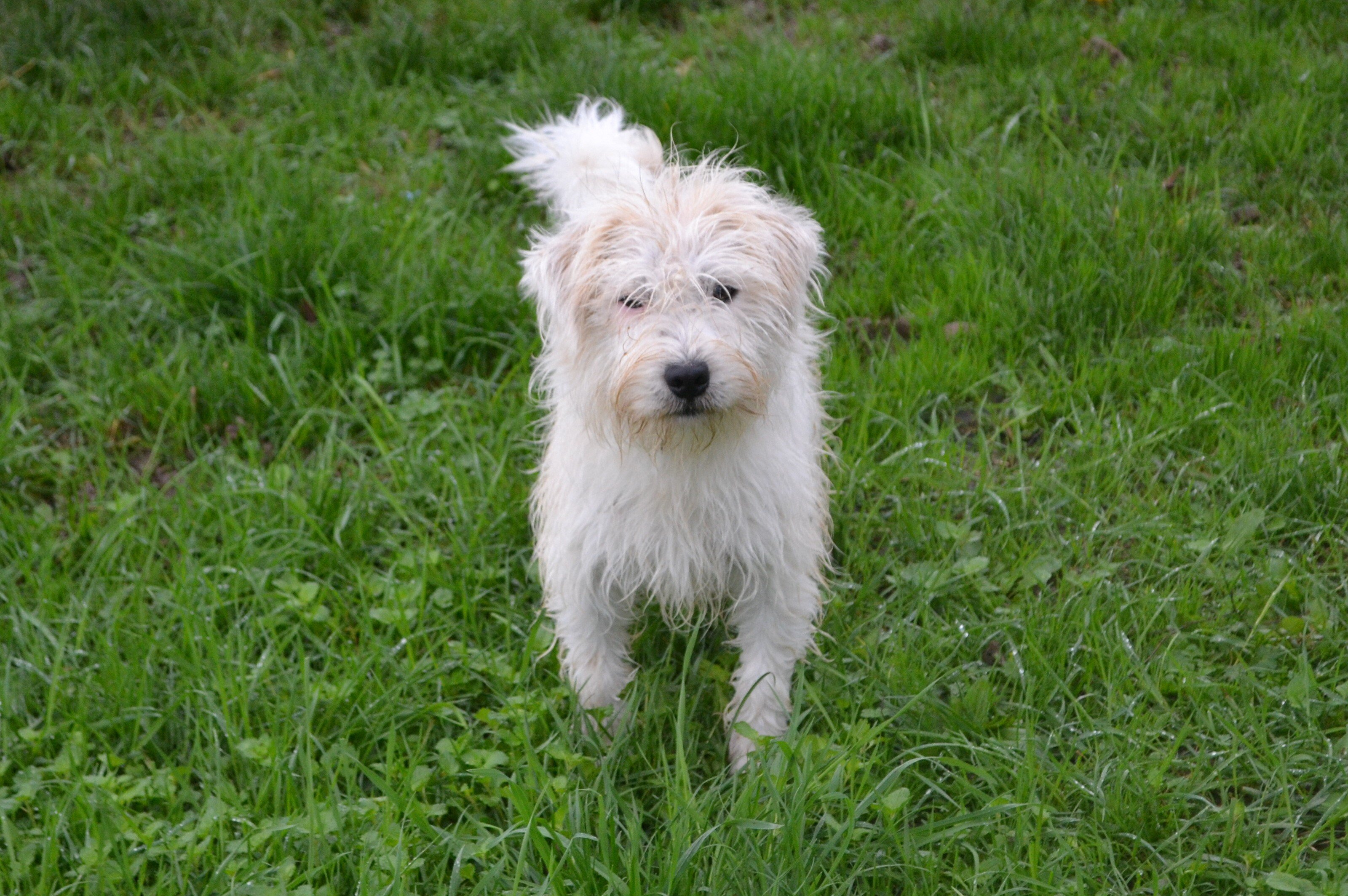 Les Jack Russell Terrier de l'affixe   De la tribu de kitchi