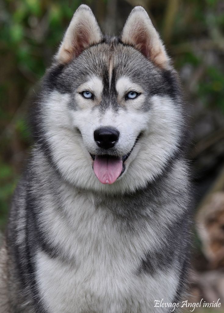 Chien Elevage Angel Insides Eleveur De Chiens Siberian Husky