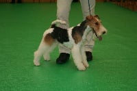 Jappeloup Des tip top terriers