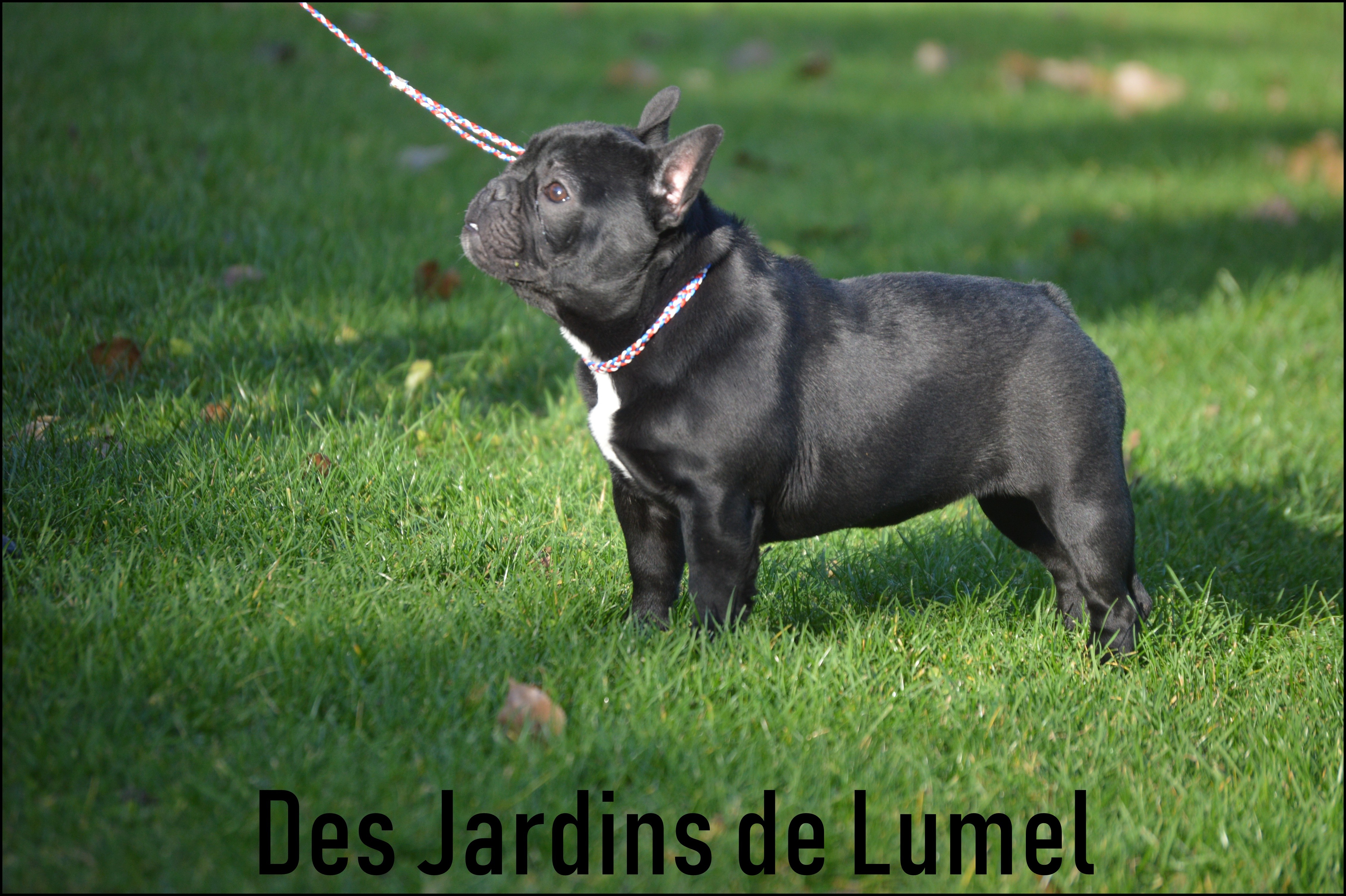 Chien Bouledogue Francais Poeme D Amour Berceau Des Loups Anges