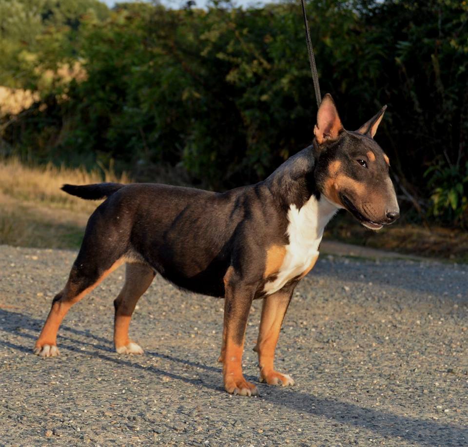 Les Bull Terrier Miniature de l'affixe   Spirit Of Liberty