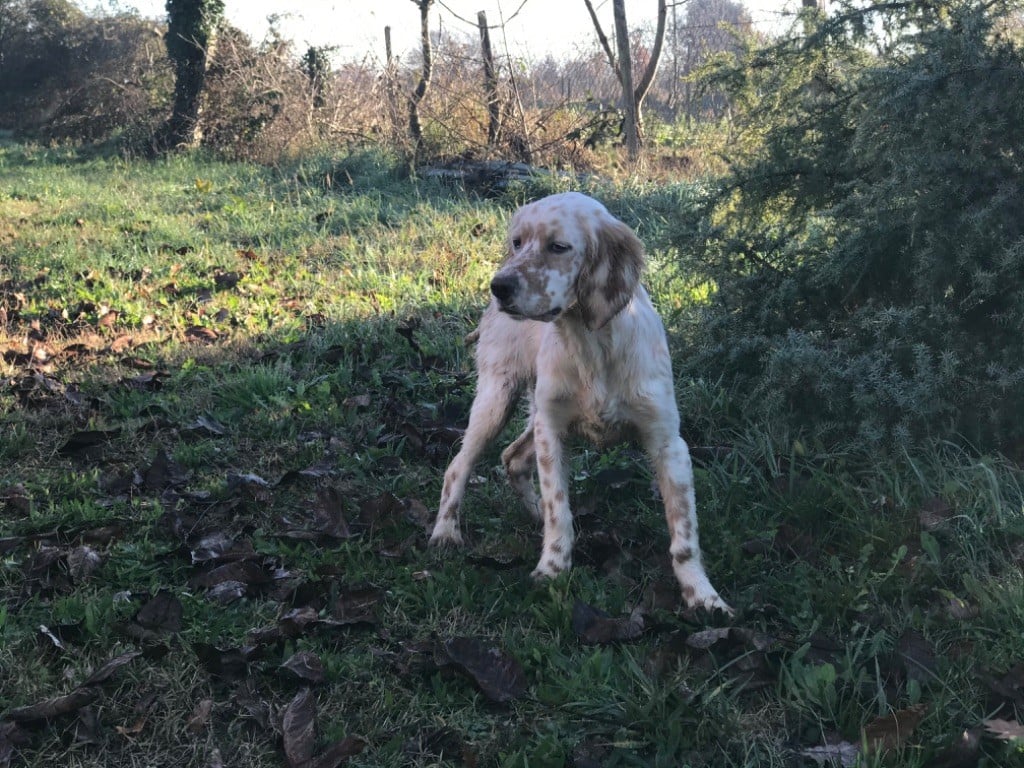 Les Setter Anglais de l'affixe   Du Chenil De Pépon